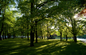 Legacy West Green Space